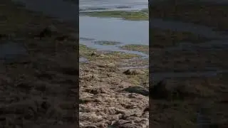 Aynalı sazan avı !!!LÜTFEN KANALIMA ABONE OLMAYI UNUTMAYIN!!!
