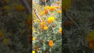 kudligere Garden | Bangalore Urban | Educational World