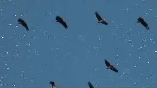 В минуты музыки печальной