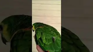 Амазон птенец Мальчик 2