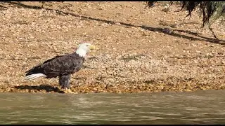 Eagles on the Upper Chesapeake Bay