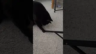 Cat attacks my tripod #cat #cutecat #catshorts