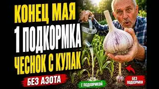 1. FEEDING AT THE END OF MAY - garlic will grow to the size of a fist