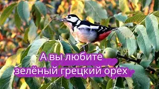Большой пёстрый дятел/Выедает сердцевину ореха