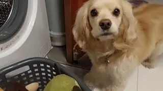 Köpek oyuncakları nasıl yıkanır?
