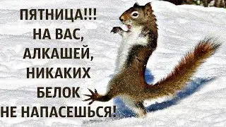 ПЯТНИЦА!!! Время ТРЯСТИ тушкой! ВЕСЕЛЫЙ анекдот дня.