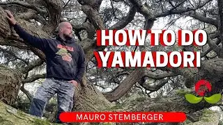 How to do Yamadori By Mauro Stemberger