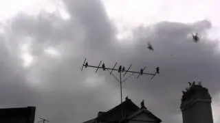 новое видео 21,06,14 голуби в енакиево, летные, николаевские Олег лепа
