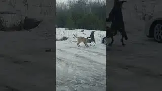 Kangal the size of Great Dane