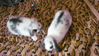 Мои кролики #1