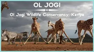 Celestielle #400 Ol Jogi, Ol Jogi Wildlife Conservancy, Kenya