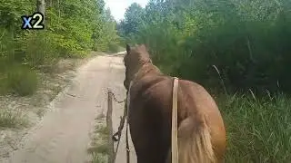 Кінь в роботі. Везу дрова додому на зиму.