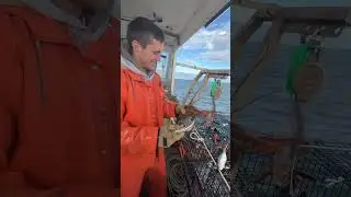 Maine lobster Catch & cook pt 1