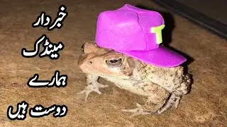 How Cute Can Frog Be || Frog Video