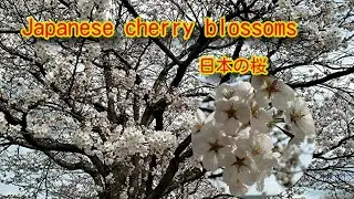 嬉しい春の知らせ🌸 桜が咲きました🌺Happy spring news 🌸 Sakura has bloomed