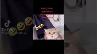 Кот ищет Толяна