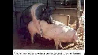 Pig breeding