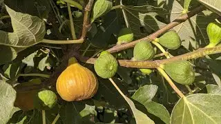 I am impressed by this variety of Fig!