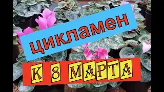 Выращивание цикламенов к 8 марта.