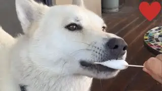 Ultimate Pet Compilation: Hilarious Cats, Dogs, and Adorable Moments || PETASTIC 🐾