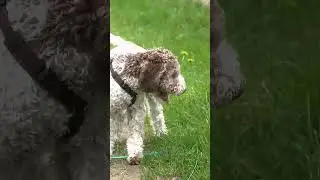 Hundebegegnung OHNE AUSRASTER! 🐶 Das sind die Entspannungssignale!