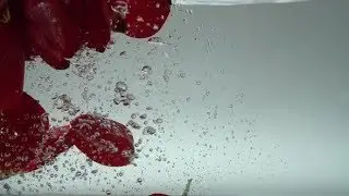 Petals of Tulips Fall in Water 15 | Videohive Project Templates