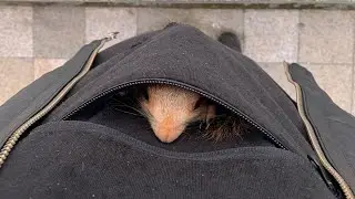 Белка любит груши😎 