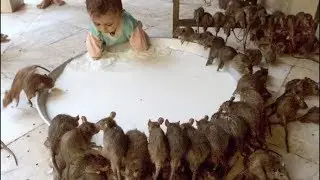 Чем КРЫСЫ опасны?