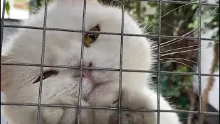 Просится в гости 🐱 #cat #funny