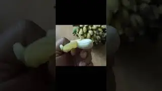 small bananas