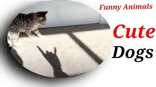 Funny dogs || Funniest cats ...#cutedogs#funnyanimals#viralfunnyvideo
