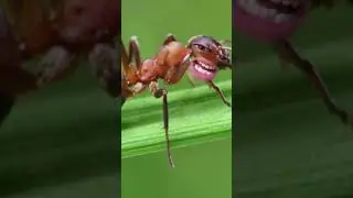 ANTS!!!!!!!!!!!!!!