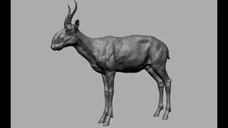 zbrush sculpting - saiga  antelope (part -02)