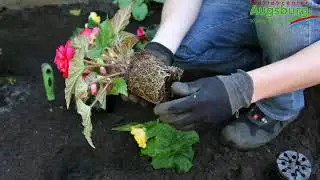 Knollenbegonie - Einpflanzen im Garten