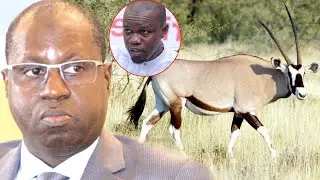 Affaires des gazelles Oryx: les