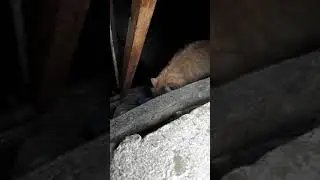 Кот белый бантик говорит всем 