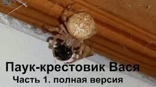 Пауки. Паук-крестовик. Паук Вася. Часть 1