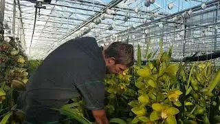 Decorum Grower of the Week: Koningshof