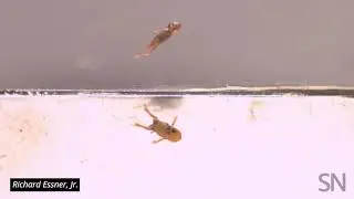 These tiny frogs are really bad at landing jumps | Science News