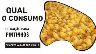 Qual o consumo de ração para um pintinho de corte na fase Pré inicial?  #frangocorte #agricultura