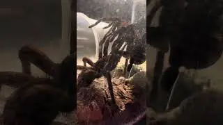 Tarantula breeding at The Snake Pit!