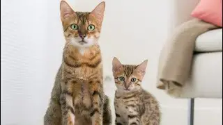 Возраст животных. Смотреть всем!