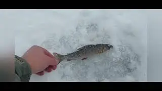 поехали проведать рыбу,как там она без нас....