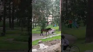 По Железногорску бродит конь 🐴
