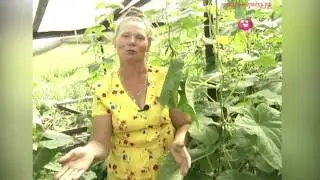 Как вырастить огурцы в теплице? Урожайные грядки.