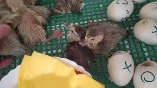 Вывод мускусов