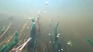 Река Западная Двина подводная охота