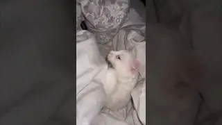 #котики#люблюспать#позитив