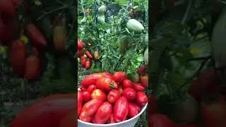 Этот томат сажаю каждый год. Рекомендую 👍