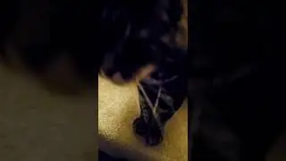 King Wobbles Down the Stairs